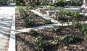 2013 B Concrete benches and Rose beds1